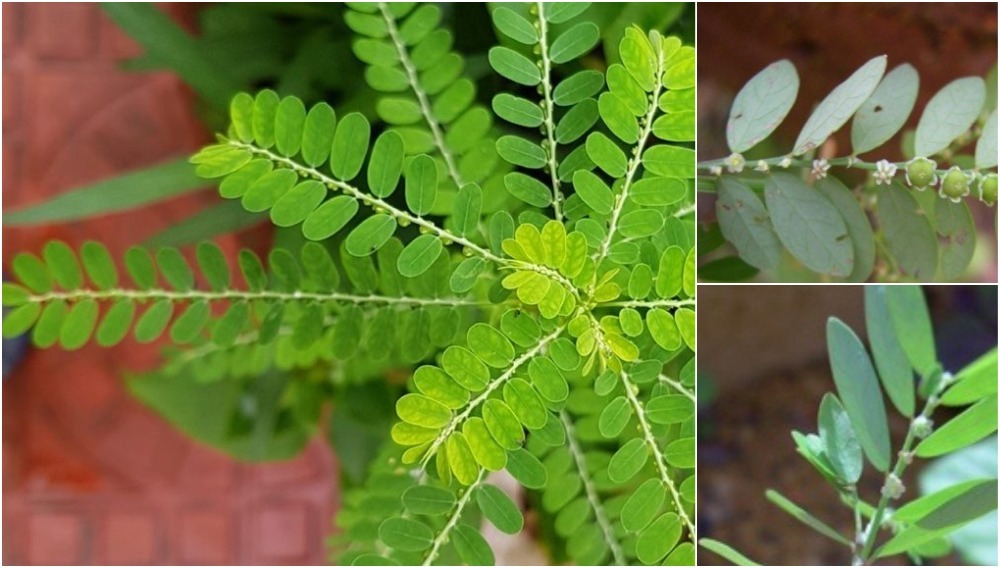 khasiat pokok dukung anak