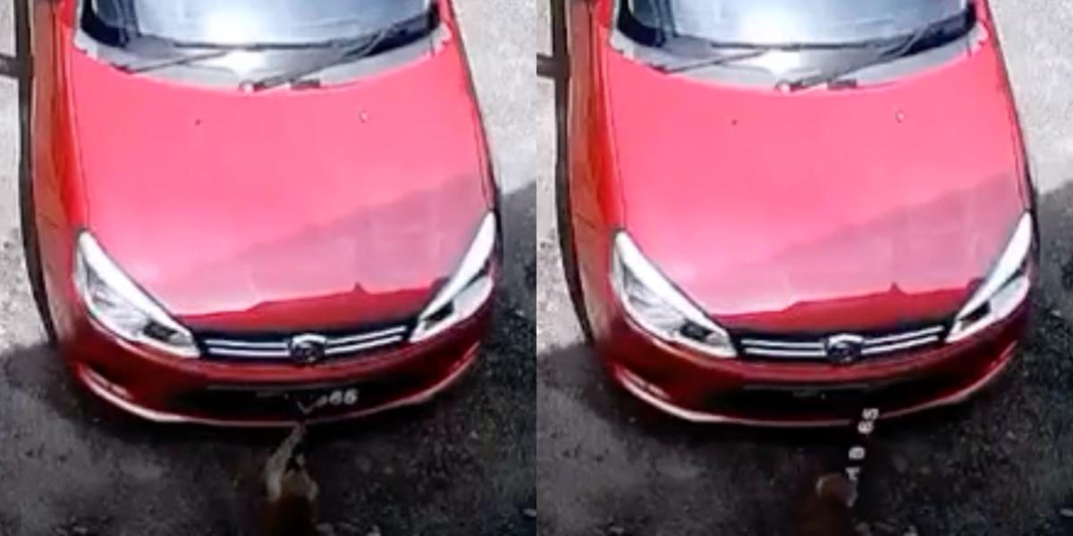 vocket-monyet-curi-nombor-plat-kali-ke-7-header