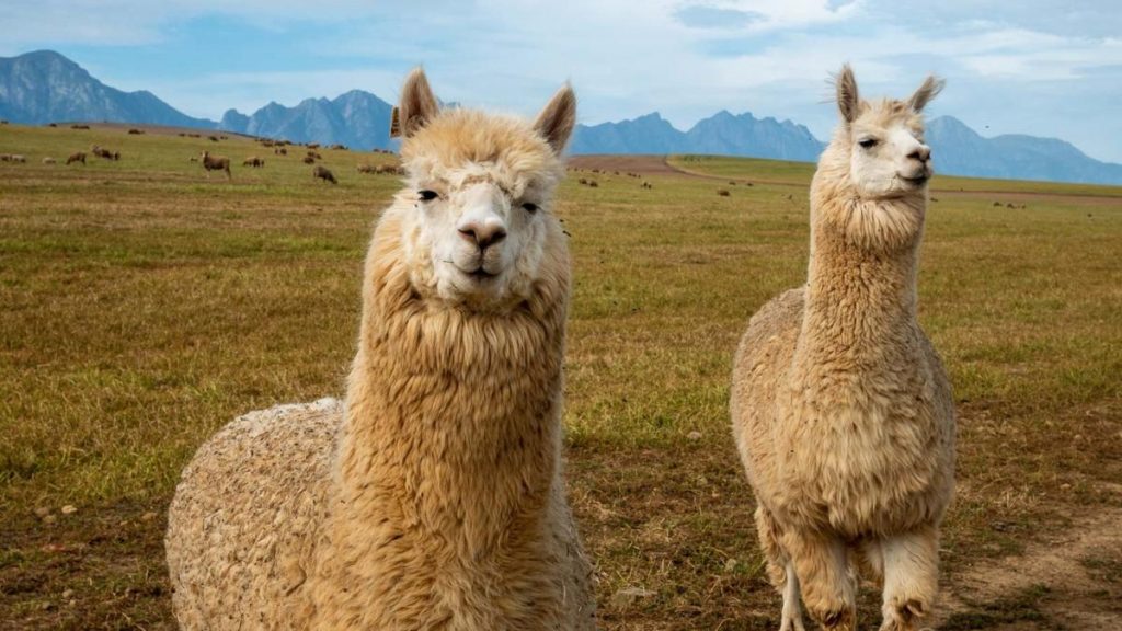 Llama,In,A,Field,Near,Greyton.,Western,Cape.,South,Africa.
