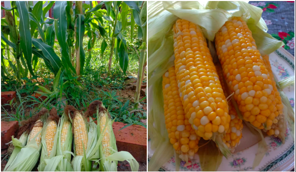 cara tanam jagung