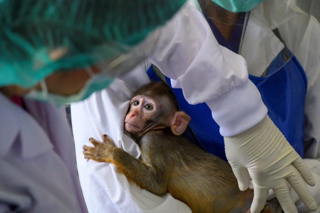 baby-lab-monkey