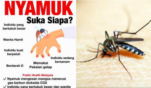 cara halau nyamuk