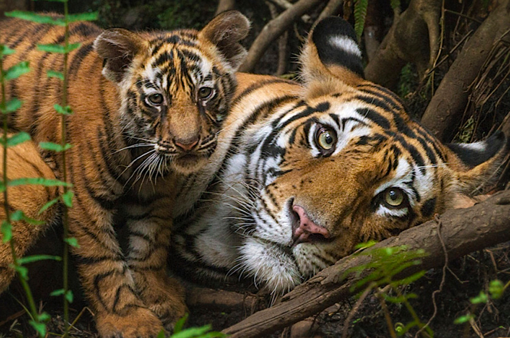 Harimau Malaya bakal pupus