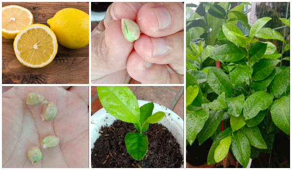 cara tanam lemon