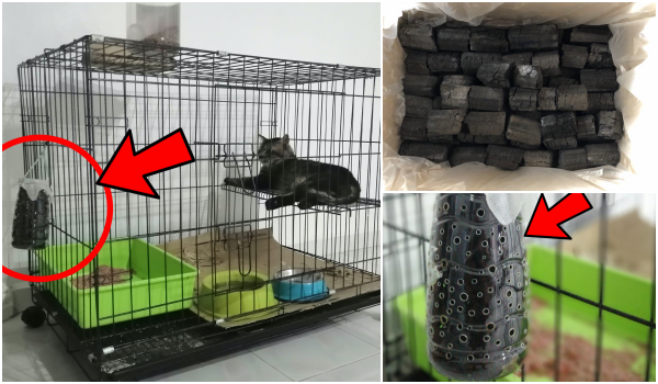 jenis makanan kucing