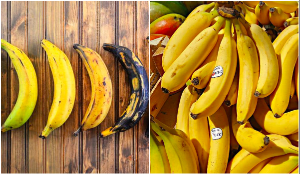 jenis pisang