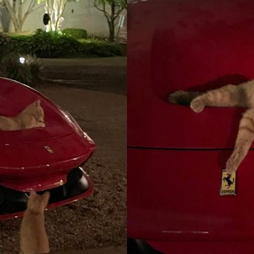 Aksi kucing 'oyen' lepak atas Ferrari F8 Tributo