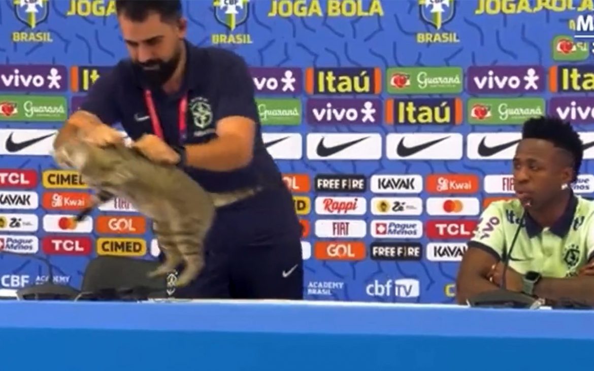 Kucing Brazill