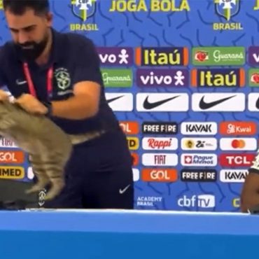 Kucing Brazill