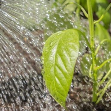 WAKTU TERBAIK SIRAM POKOK