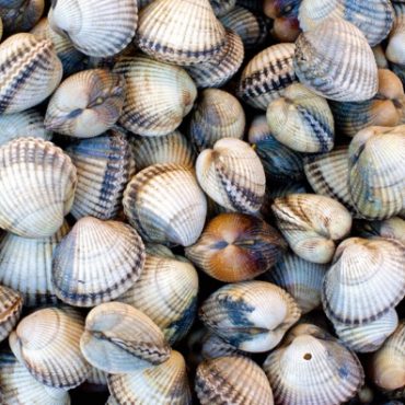 cara basuh kerang
