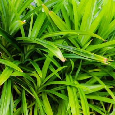 pokok pandan