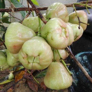 baja yakult dan racun