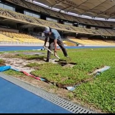rumput lembu