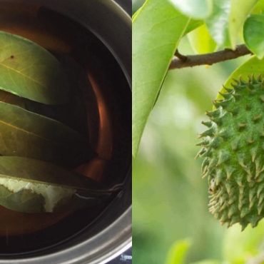 petua daun durian belanda