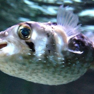masak ikan buntal