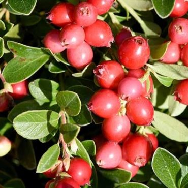 manfaat buah cranberry