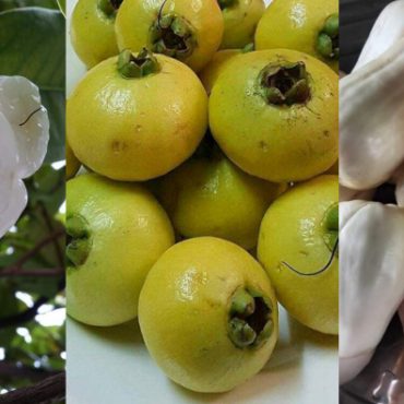 jenis buah jambu