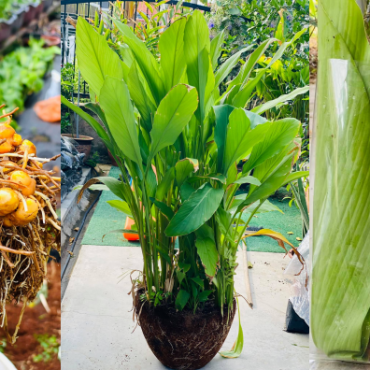 CARA TANAM POKOK KUNYIT