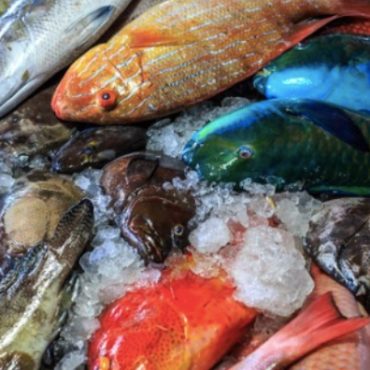jenis-jenis ikan