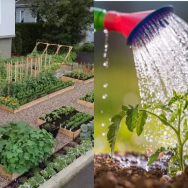 mula berkebun