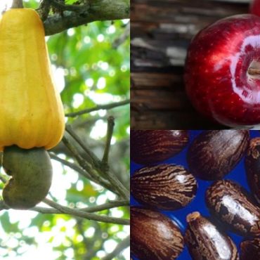 buah beracun