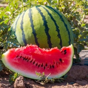tips menanam buah tembikai
