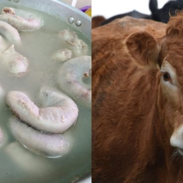 tips bersihkan perut lembu