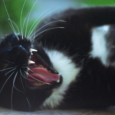 cara mengatasi kucing sawan