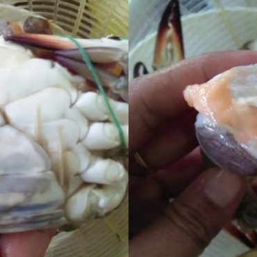 cara pilih ketam