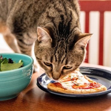 makanan kucing tak boleh makan