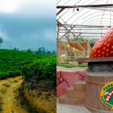 Bercuti Ke Cameron Highlands