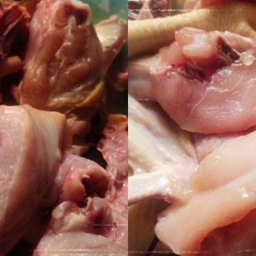 AYAM SEGAR