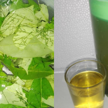 kHASIAT DAUN DURIAN BELANDA