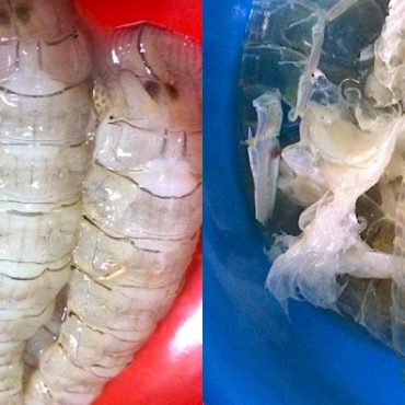 cara siang udang lipan