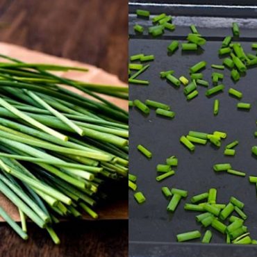 daun kucai
