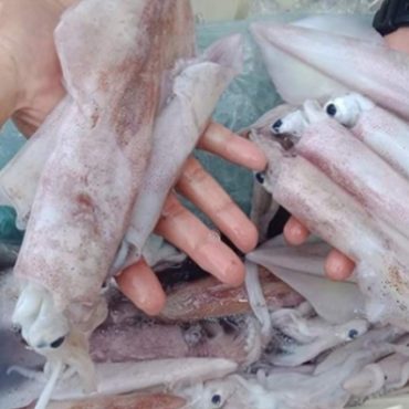 jenis sotong