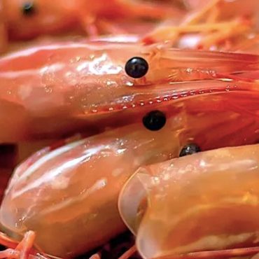 kulit udang