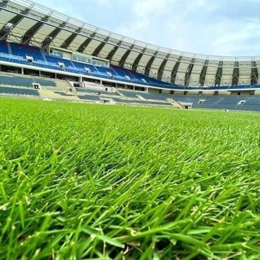 Zeon Zoysia