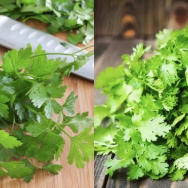 daun sup vs daun ketumbar