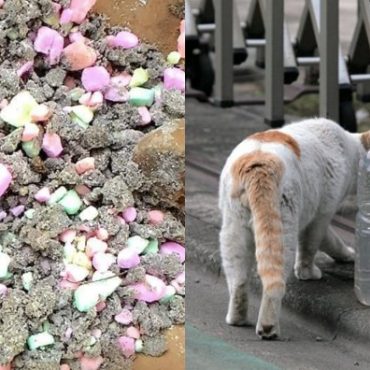 petua halau kucing