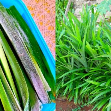 cara simpan daun pandan