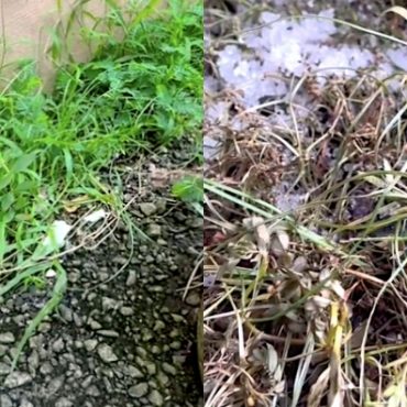 racun rumput