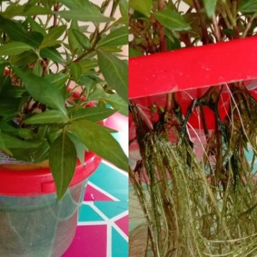 cara tanam daun kesum