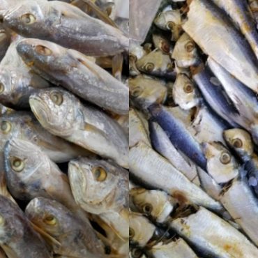ikan masin gelama