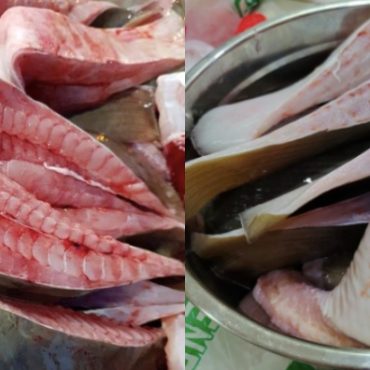 jenis ikan pari
