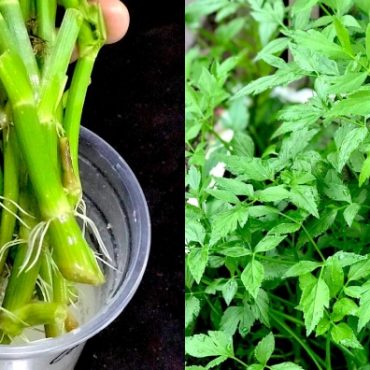 cara tanam daun selom
