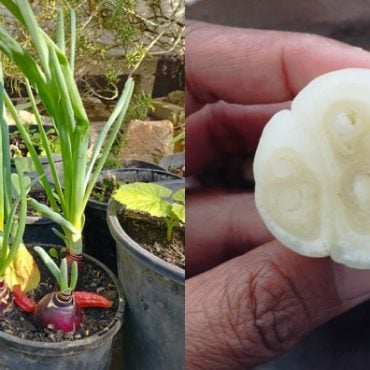 cara tanam bawang