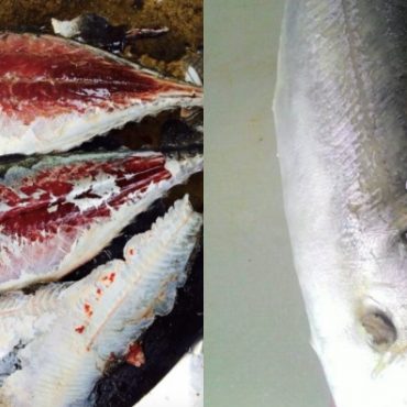 cara siang ikan cencaru