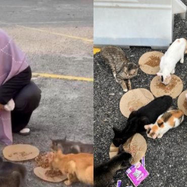 makanan kucing